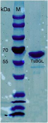 Structural and Catalytic Characterization of TsBGL, a β-Glucosidase From Thermofilum sp. ex4484_79